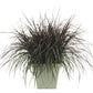 Graceful Grasses® Vertigo® Purple Fountain Grass
