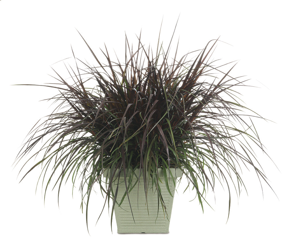 Graceful Grasses® Vertigo® Purple Fountain Grass